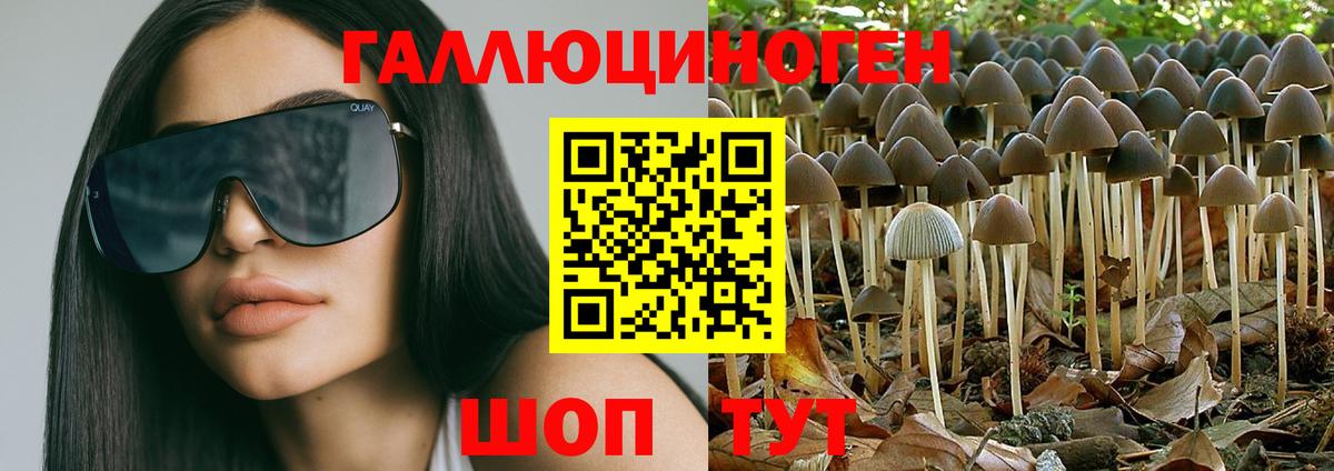 Псилоцибиновые грибы Cubensis Королёв